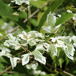 Maple, Field Variegated